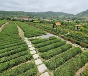 시진핑이 강조한 '3농'…中산둥성 농가도 '변신 중'[베이징 리포트]