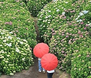 비 내리는 제주