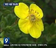 “백두산에 피는 꽃 보러 오세요”…DMZ 이북 자생식물 전시