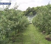 과수화상병 확산에도 거뜬히 예방…“방역 의식 절실”