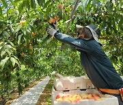 Shinsegae makes peach prices cheaper with farm-to-table system