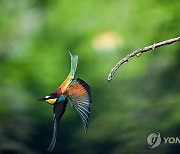 POLAND ANIMALS BEE-EATERS