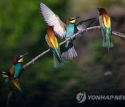 POLAND ANIMALS BEE-EATERS