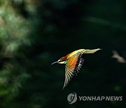 POLAND ANIMALS BEE-EATERS