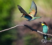 POLAND ANIMALS BEE-EATERS