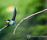 POLAND ANIMALS BEE-EATERS