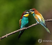 POLAND ANIMALS BEE-EATERS