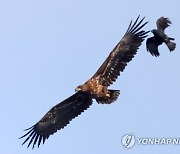 까마귀는 똑똑하다는 소문은 사실…"넷까지 셀 수 있어"