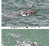 멸종위기종 상괭이 한려해상 초양도서 생육 활동 포착