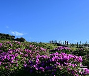 철쭉 만개한 한라산 선작지왓