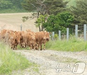 겨우내 축사 생활 마친 한우