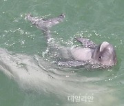 국립공원공단, 경남 사천 초양도 인근서 ‘상괭이’ 母子 노는 장면 포착