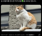 한겨레 엑스 계정에 올라오는 '털 찐' 길고양이 정체는?