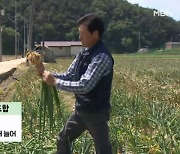 공동영농으로 생산 3배 증가…경북 주주형 이모작 성공