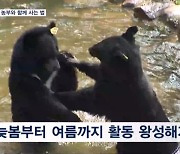 '숲의 농부' 반달가슴곰…함께 여름 보내면 숲 울창해져