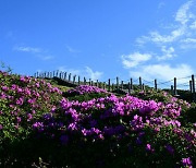 제주 한라산 철쭉 장관