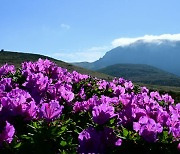 철쭉 만개한 제주 한라산