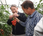 강호동 회장, 충남 방울토마토 생육동향 점검