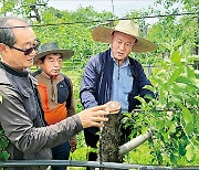 심상찮은 사과 부란병…충북지역 중심 확산