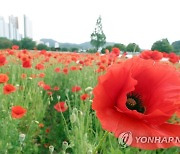 밀양강 둔치 붉은 꽃양귀비