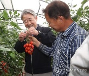 강호동 농협중앙회장, 충남 아산 방울토마토 농가서 생육동향 점검