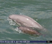 배냇주름 선명한 아기 상괭이‥멸종위기종의 육아 현장