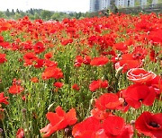 '화단에서 기른 마약'…속초해경, 양귀비 2000여주 압수