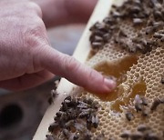 튀르키예, 달콤한 꿀 속 독성 물질 주의해야