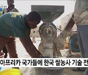 아프리카에 한국 쌀농사 기술 전수···"정상회의로 협력 강화" [정책현장+]