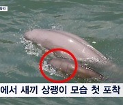 생후 2주 아기 상괭이 자연에서 첫 포착…혼획 줄여야 멸종 방지