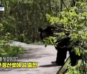 [인터넷 와글와글] 지리산 등산로에 반달가슴곰 출현