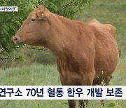 '싱싱한 풀 그리웠어요" 대관령 초원생활 시작한 70년 혈통 토종 한우