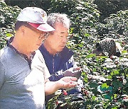 포항 장기 산딸기축제 5년만에 재개