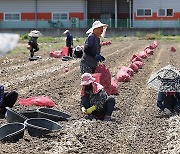 경남 창녕군 대지면 마늘 농가