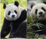 Giant Pandas