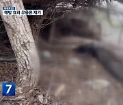 [취재파일7] ‘천연기념물’ 잡는 ASF 울타리…대책은 ‘눈 가리고 아웅’