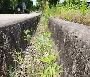 Hemp grows near UNESCO World Heritage Site Byeongsanseowon Confucian Academy in Andong