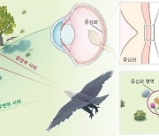 “먹이 포착하는 독수리 눈 못잖다” 3.6배 더 빨라진 ‘카메라’