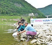 정선군, 메기 치어 4만9000마리 방류 "'수산자원 증식"