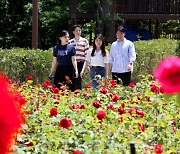 대전 동구, 대청호 가득 채운 장미 물결…장미전시회 개최