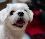 Most favorite dog breed in Seoul is Maltese and most popular dog name is Coco