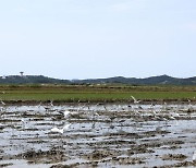 "미꾸라지 잘 먹겠습니다"…천수만 모내기 중 몰려든 백로·왜가리