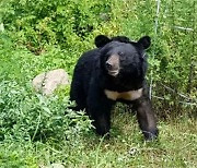 겨울잠 마친 반달가슴곰 56마리 행방불명…"포획 시도"