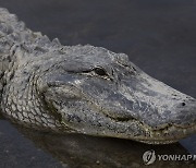 美 악어 입에서 여성 시신 발견…남부서 악어 공격 잇달아