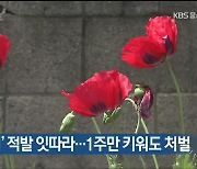 마약 ‘양귀비’ 적발 잇따라…1주만 키워도 처벌