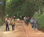 황톳길 따라 ‘맨발 산책’…10만 송이 장미 ‘활짝’