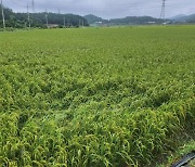 전남도 "가루쌀 전문 생산단지 육성 사업 신청하세요"