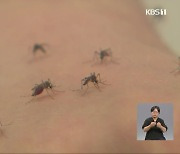 때이른 모기 기승…지난해 비해 7배 늘어