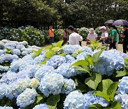 제주 수국 시즌 시작