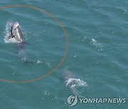 죽은 새끼 업고 다닌 어미 남방큰돌고래 또 발견…벌써 7번째